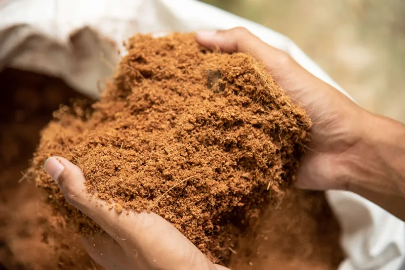 A close-up of fine, fibrous brown coco coir held loose in two cupped hands